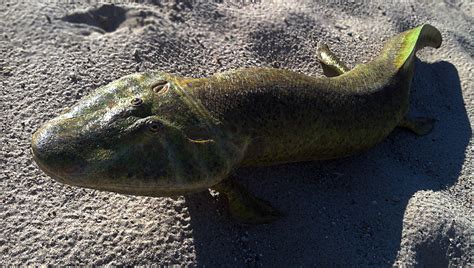 Tiktaalik full body — Tyler Keillor