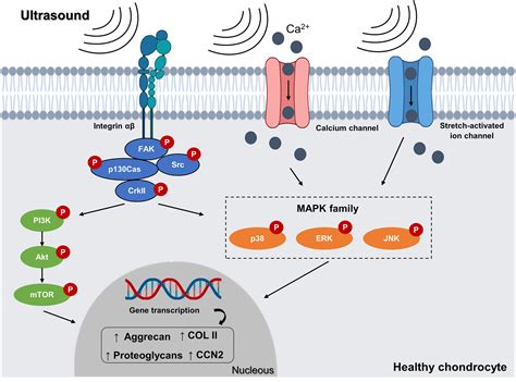 Effects and mechanotransduction pathways of therapeutic ultrasound on healthy and osteoarthritic ...