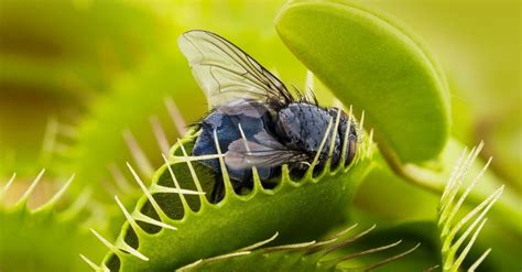 Venus Flytrap - A-Z Animals