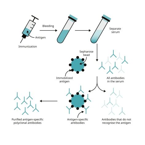 Antibody production | Abcam