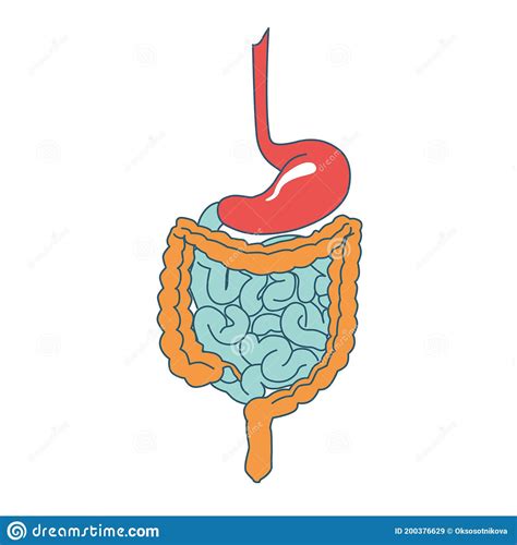 Cecum Cartoons, Illustrations & Vector Stock Images - 2110 Pictures to ...