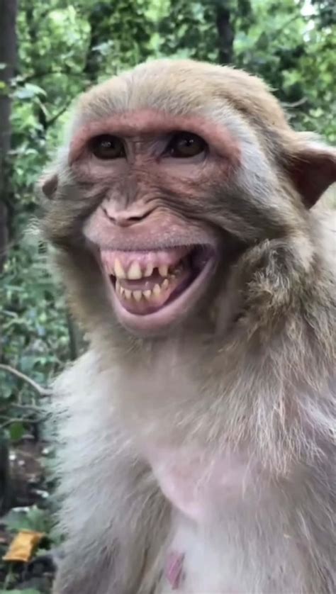 Monkey Smiling Meme