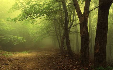 Mystical Forest Path - HD Wallpaper