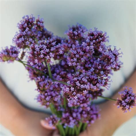 Verbena bonariensis - Heirloom Verbena Seed - Aeseeds