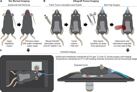 Frontiers | Intravital Metabolic Autofluorescence Imaging Captures Macrophage Heterogeneity ...