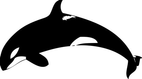 Shamu Coloring Pages - ClipArt Best