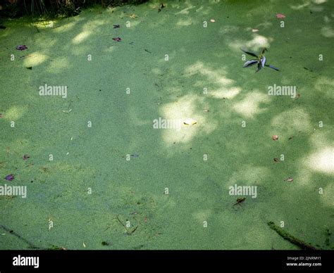 stagnant water with pollution and algae growing. Water problem and drought Stock Photo - Alamy