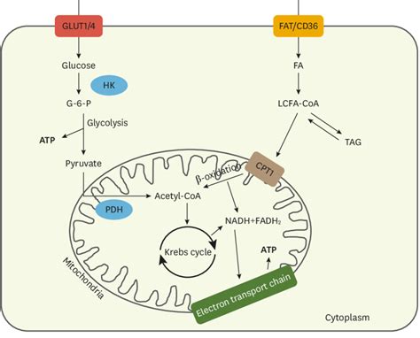 Nucleotide Metabolism Usmle Review