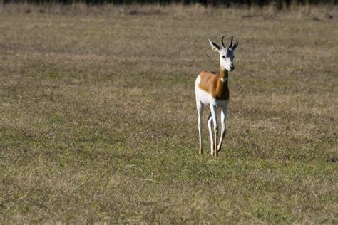 Dama Gazelle - Fossil Rim Wildlife Center