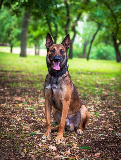 Belgian Shepherd Malinois | High-Quality Animal Stock Photos ~ Creative Market