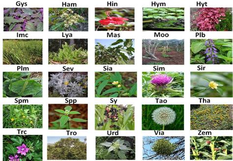 Collated images of listed plant species | Download Scientific Diagram