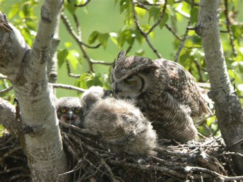 Great Horned Owl Nesting Habits