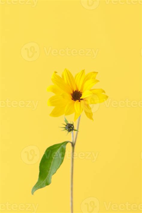 One yellow topinambur flower on yellow background, vertical photo, single yellow Jerusalem ...