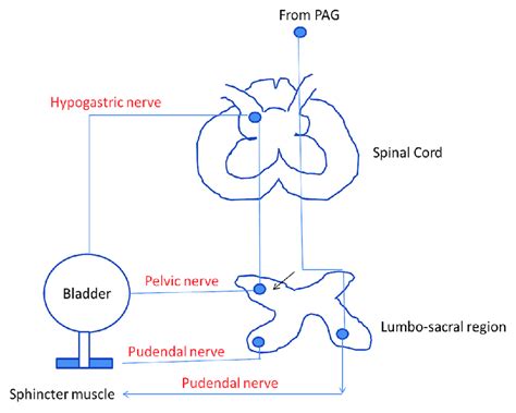 Connections between the afferent pathway (from the bladder to the... | Download Scientific Diagram