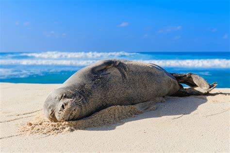 Hawaiian Monk Seal Facts - CRITTERFACTS