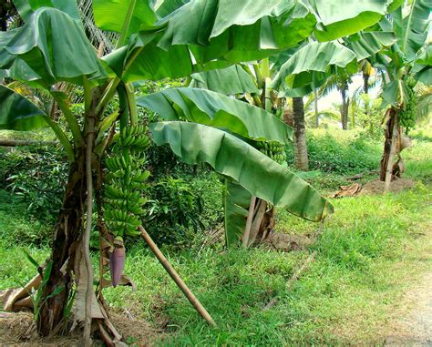 Discover-SriLanka: SRI LANKA - FRUITS [ BANANA - CAVENDISH ]