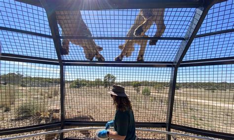 Lion Experience at Monarto Safari Park - get up close and personal!