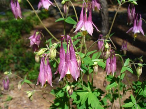 Aquilegia x hybrida (Columbine hybrids, Hybrid Columbines) | North ...