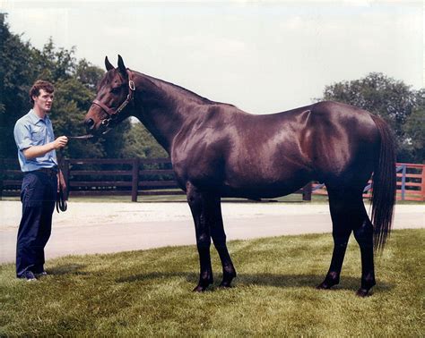 Tapit - carrier of the Seattle Slew Sire Line