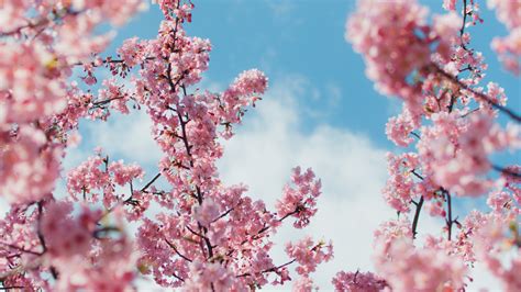 2560x1440 Cherry Blossom Plant 4k 1440P Resolution ,HD 4k Wallpapers,Images,Backgrounds,Photos ...