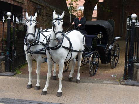 Horses Free Stock Photo - Public Domain Pictures