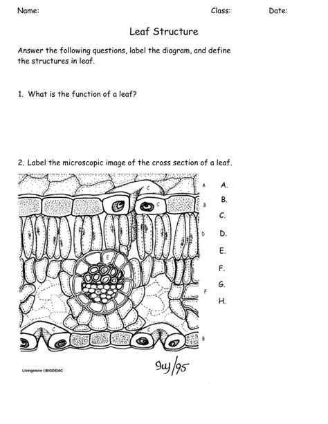 leaf structure worksheet