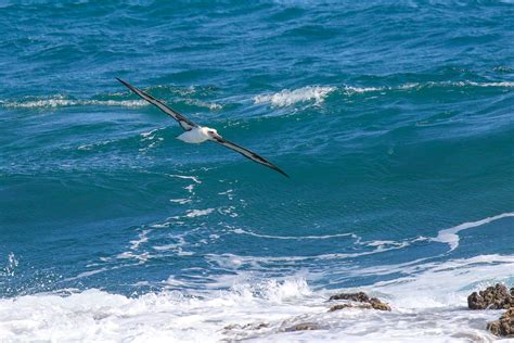 Oahu Hawaii — ON THE MARK WILDLIFE PHOTOGRAPHY