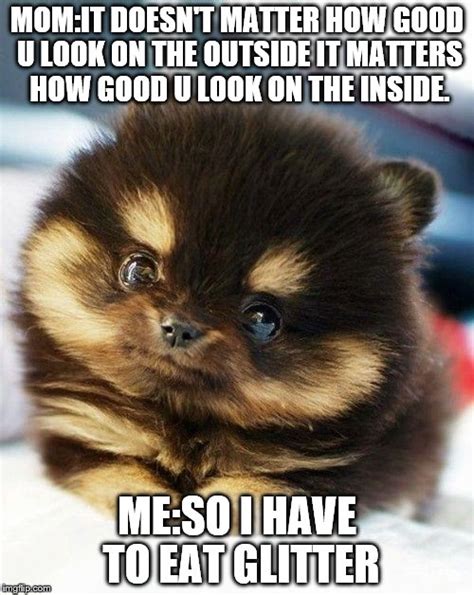 Funny Pomeranian Memes