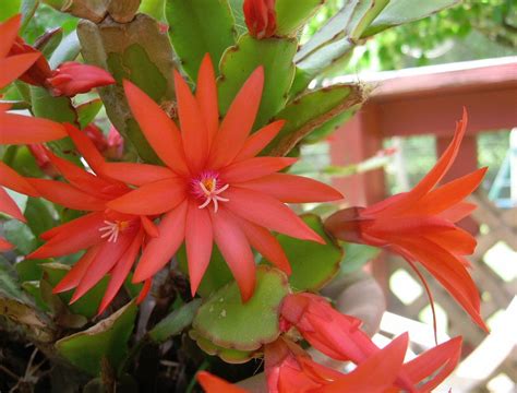 Plants & Such: Easter Cactus