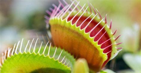 TIL Venus flytraps only occur naturally within a 75-mile radius around ...