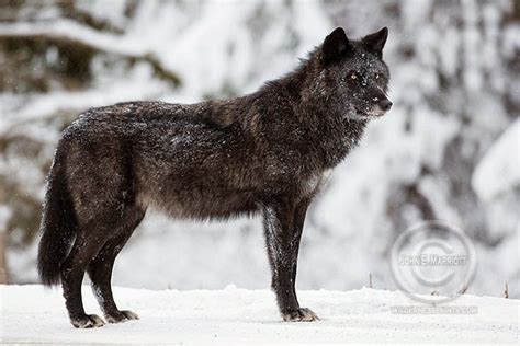 ‘Beautiful’ BC to Gun Down 180 Wolves – Canadian Wildlife Photography ...