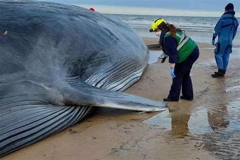 Giant 55ft whale dies after washing up on beach - Manchester Evening News