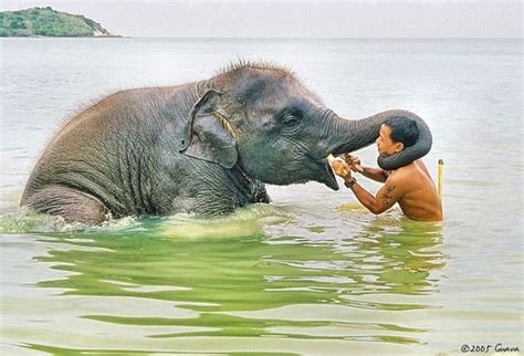 Baby elephant bath | Baby elephant taking a bath in the sea | Guava Iamguava | Flickr