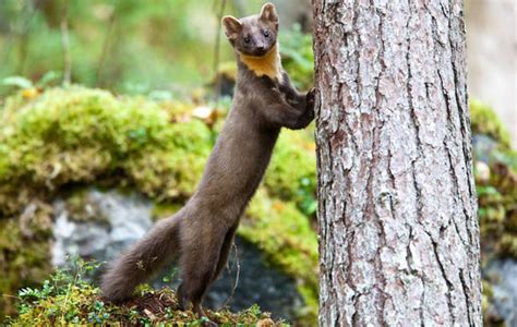 Once endangered Pine Martens reintroduced in England | Nature | News | Express.co.uk