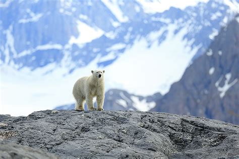 Svalbard Wildlife - Bret Charman - Bret Charman Photography - Wildlife ...