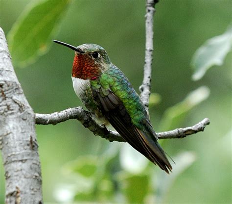 Arizona Hummingbird Images (and a few other birds)