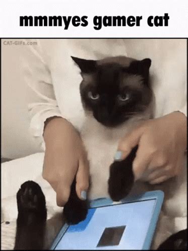 Gamer Gamer Cat Siamese Siamese Cat Gaming Cat | GIF | PrimoGIF