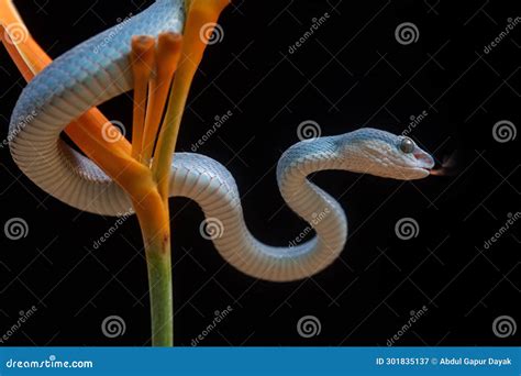 Trimeresurus Insularis or Pit Viper Stock Image - Image of reptilian ...