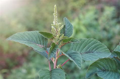 Amaranthus viridis (Slender Amaranth)