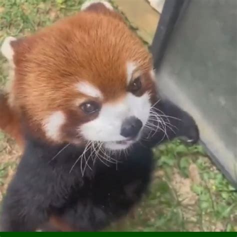 Red Panda Eating : r/OddSatisfying