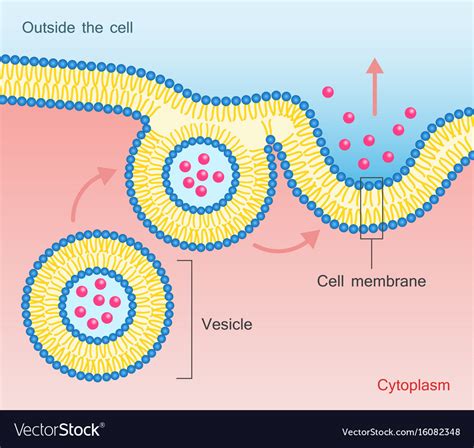 Exocytosis Vesicle Transport Cell Membrane Vector Image | My XXX Hot Girl