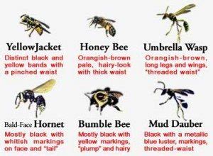 Types of Bees, Wasps and Hornets- Yellow Jackets