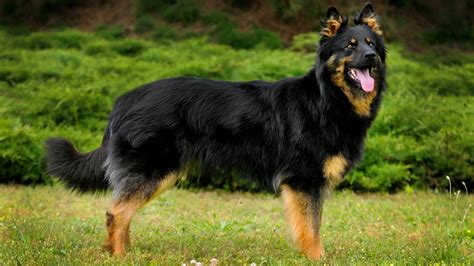 Berger de Bohême : Prix de ce chien, Caractère, Santé, Alimentation