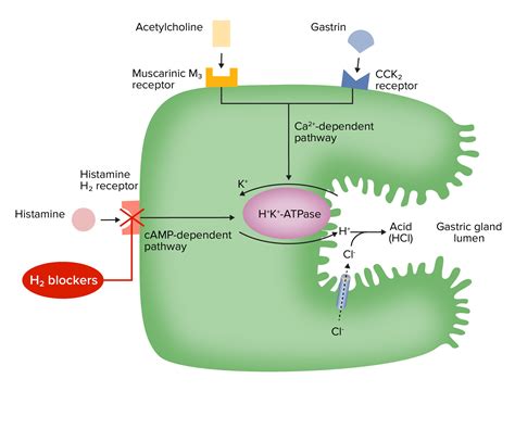 Gastric Acid Drugs | Concise Medical Knowledge