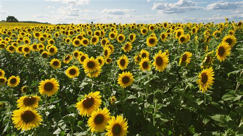 10 Glorious Facts About Sunflowers | Mental Floss