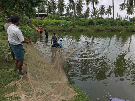 In India, Aquaculture Has Turned a Sprawling Lake Into Fish Ponds