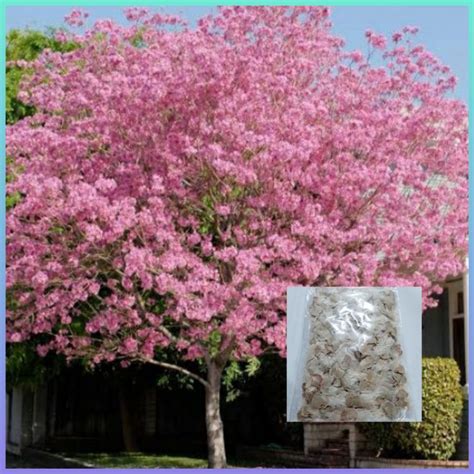 Pink Trumpet Tree seeds | Shopee Philippines