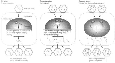 (Webby et al. 2004). Molecular mechanism for generating viral... | Download Scientific Diagram