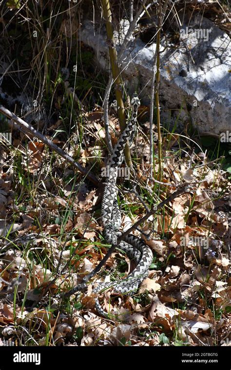 Habitat of the common viper hi-res stock photography and images - Alamy