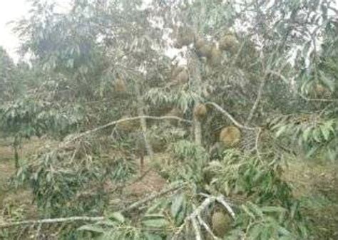 DIJUAL LAHAN Kebun Durian Montong